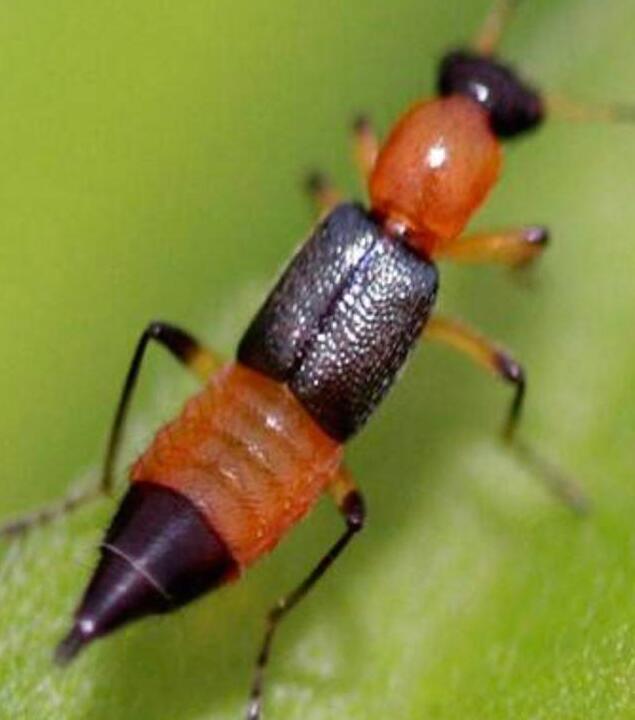 隐翅虫怎么预防和处理 切记不要用手去拍打