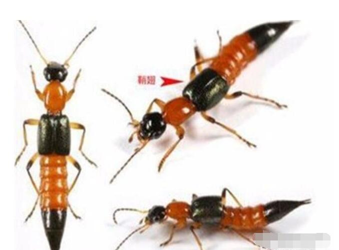 隐翅虫怎么预防和处理 切记不要用手去拍打