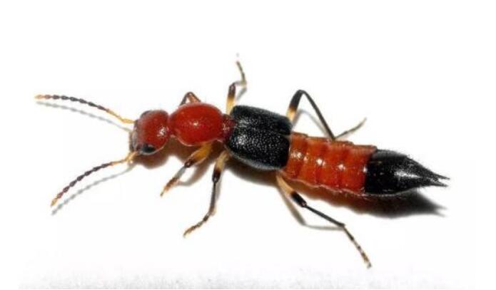 隐翅虫怎么预防和处理 切记不要用手去拍打