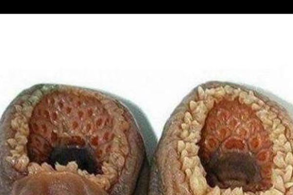 ����ָ��ɶ ����ϳ�ͼƬ�����Ŀֻ�������