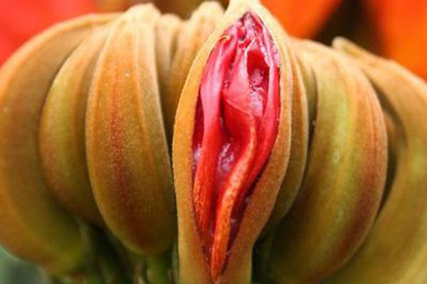 女性的十二种名器图片 这种女人名器尝过之后的男人直接瘫了