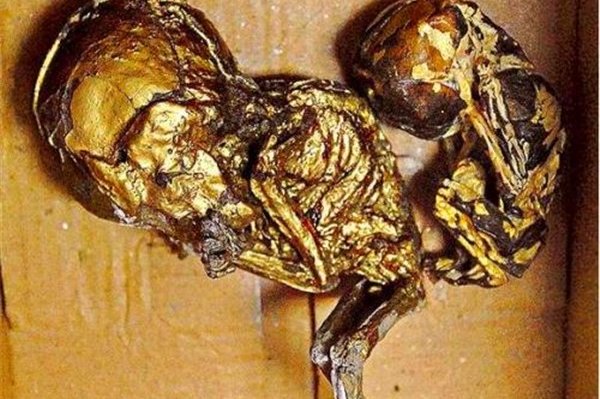 ��С������ʲô��˼ С������Ϊ̩��������ɱ��