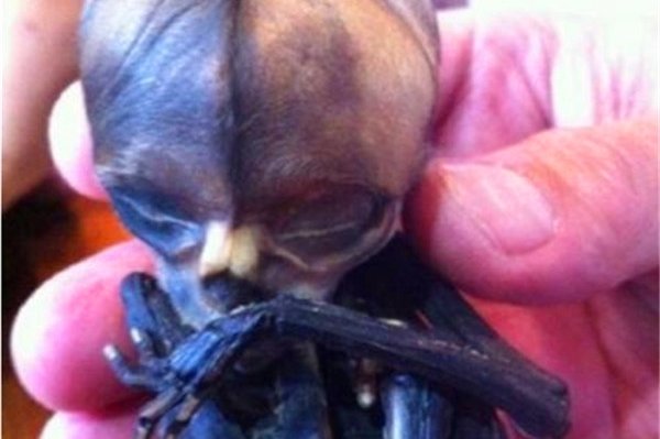 ��С������ʲô��˼ С������Ϊ̩��������ɱ��