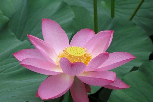 白癲风最有效治疗偏方 冯小刚白癜风花了几百万