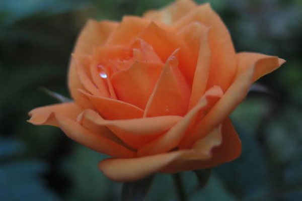 Ů��ʮ�������������� ΢��֮���������Լ�ȥ���