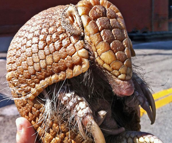 ����Ϊʲô����粡 ��������������Զ�����ֲ�ԭ��