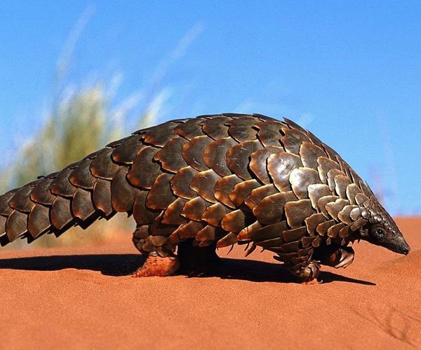 ����Ϊʲô����粡 ��������������Զ�����ֲ�ԭ��