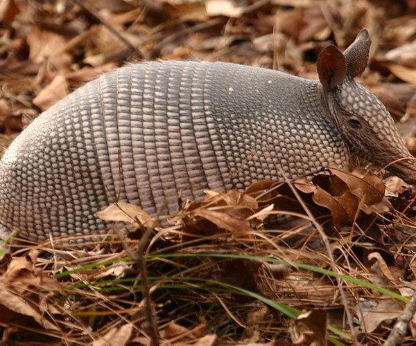 ����Ϊʲô����粡 ��������������Զ�����ֲ�ԭ��