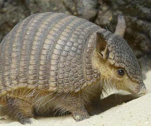 ����Ϊʲô����粡 ��������������Զ�����ֲ�ԭ��