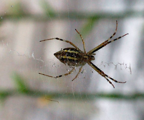 ϲ���������ϵ�Ԥ�� ʲô��ϲ֩�룿�ε�������