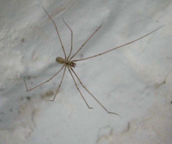 ϲ���������ϵ�Ԥ�� ʲô��ϲ֩�룿�ε�������