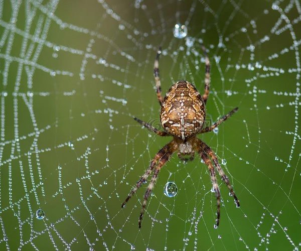 ϲ���������ϵ�Ԥ�� ʲô��ϲ֩�룿�ε�������