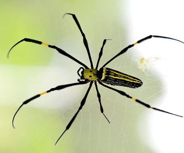 ϲ���������ϵ�Ԥ�� ʲô��ϲ֩�룿�ε�������