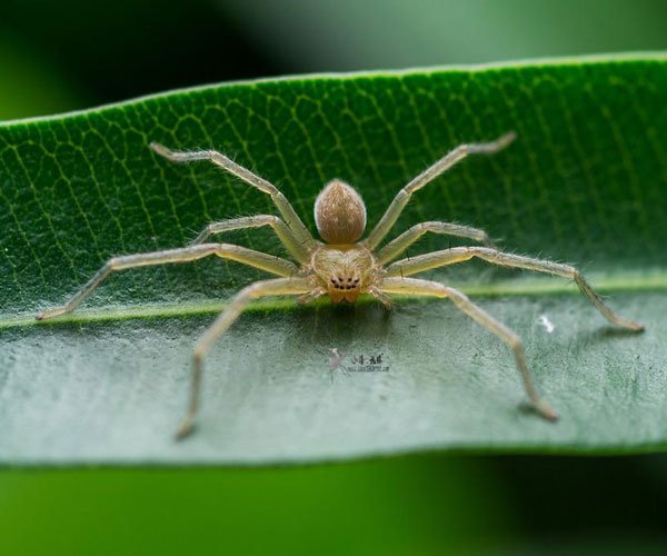 ϲ���������ϵ�Ԥ�� ʲô��ϲ֩�룿�ε�������