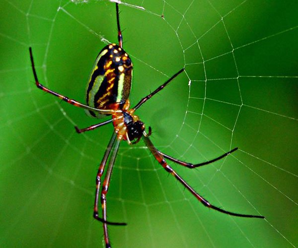 ϲ���������ϵ�Ԥ�� ʲô��ϲ֩�룿�ε�������