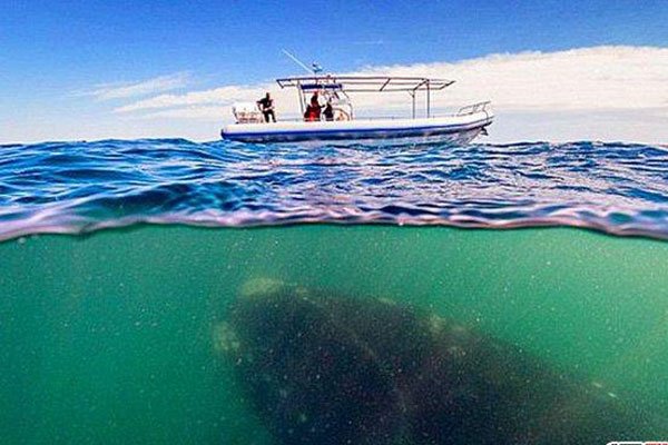 ����9�����ж�ֲ� ��־�֢���ܿ��Ļ��������ľ���ս