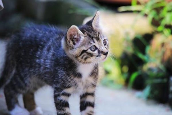 �껨è����è�ĸ������ĸ�ճ�� ��������̫������ڲ���