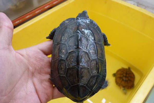 �ڹ����������˵����� �ݹ�Ļ�����ý���