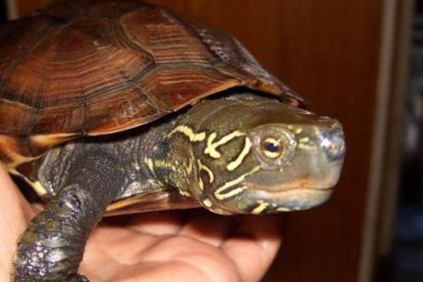 �ڹ����������˵����� �ݹ�Ļ�����ý���