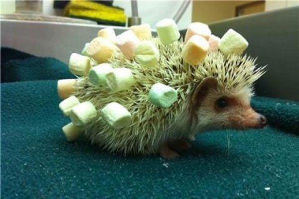 �����ʲô���ŵ�˵�� �����ļ���ǧ��Ҫע��