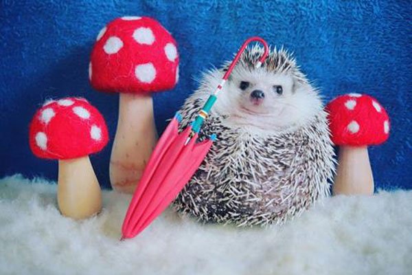 �����ʲô���ŵ�˵�� �����ļ���ǧ��Ҫע��