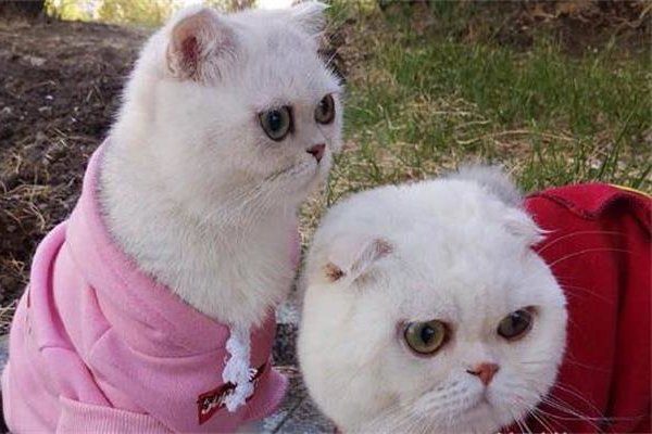 ������Ϊʲô�������� ����ֻ�Ǹ��µ����˵����