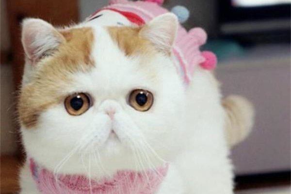 ������Ϊʲô�������� ����ֻ�Ǹ��µ����˵����