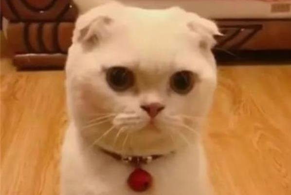 ������Ϊʲô�������� ����ֻ�Ǹ��µ����˵����