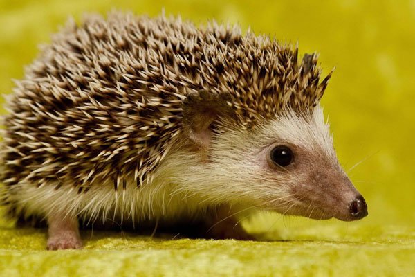 ���Ͽ�����⬺ò��� ҹ�����ϢС�ı���