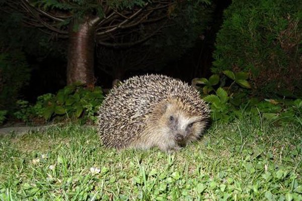 ���Ͽ�����⬺ò��� ҹ�����ϢС�ı���