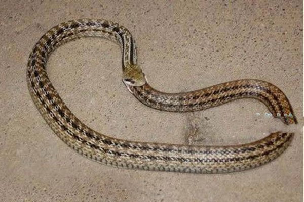 ��������û�л����� ҧ�Լ�β�ͺ�ɵ��Ϊʲô