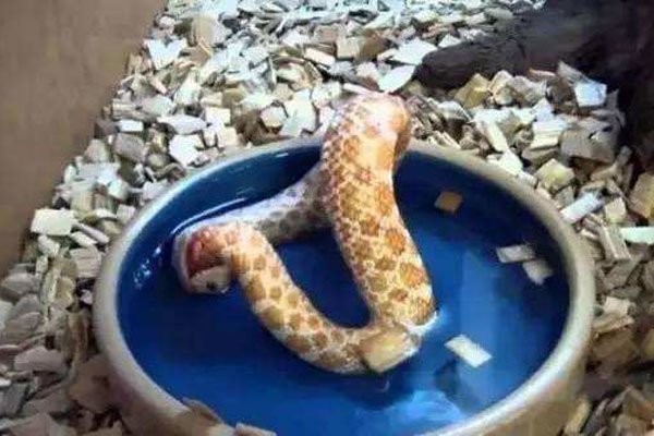 ��������û�л����� ҧ�Լ�β�ͺ�ɵ��Ϊʲô