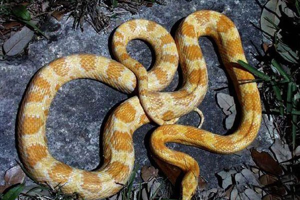 ��������û�л����� ҧ�Լ�β�ͺ�ɵ��Ϊʲô