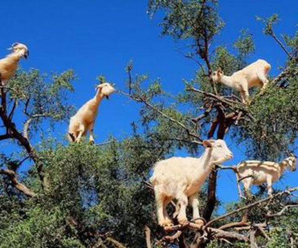 ��������ɶ����ͼʾ ��Щ����̫�����������ͺ�