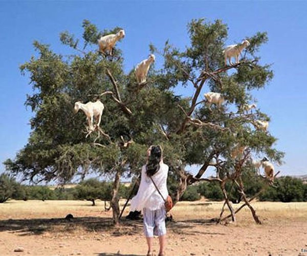 ��������ɶ����ͼʾ ��Щ����̫�����������ͺ�