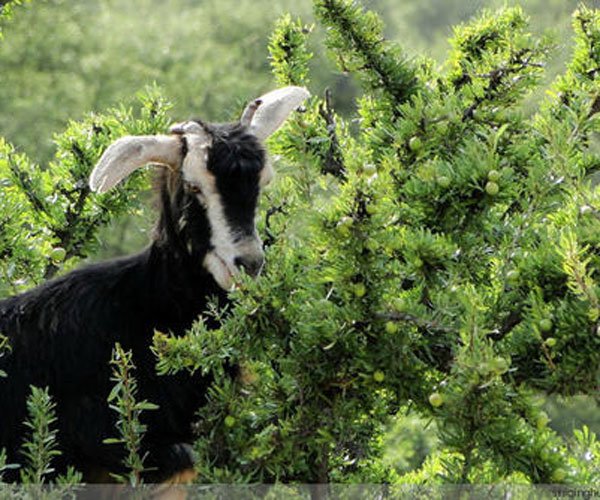 ��������ɶ����ͼʾ ��Щ����̫�����������ͺ�