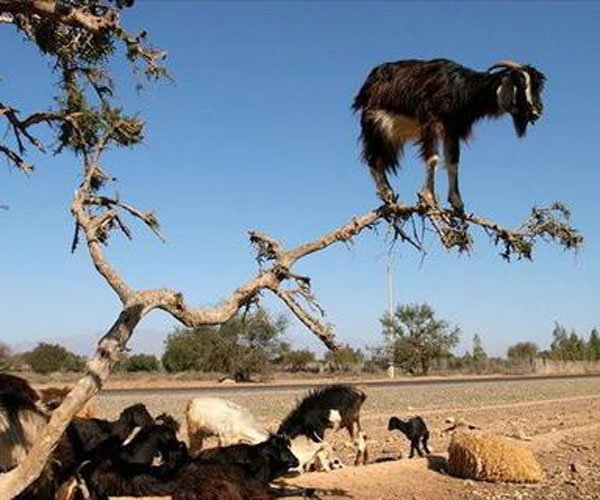 ��������ɶ����ͼʾ ��Щ����̫�����������ͺ�