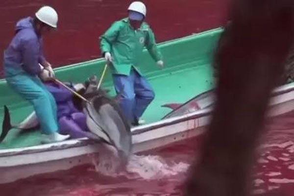 �ձ��˻��������ͼƬ û��ʲô���಻�ҳԵ�