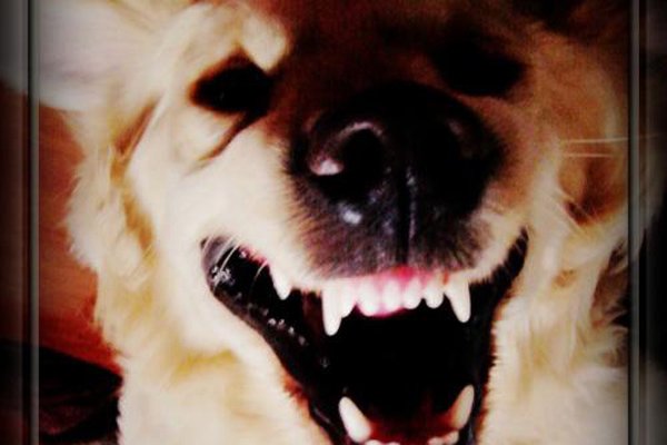 微笑狗死了多少人 至今还没有人死掉