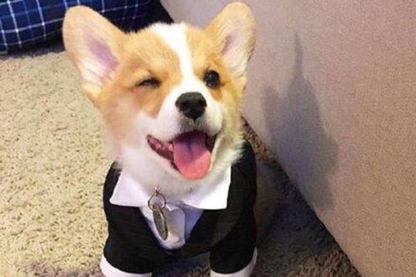 微笑狗死了多少人 至今还没有人死掉