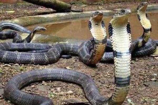 1983��������ʲô��˼ ���������ϵĿֲ�����