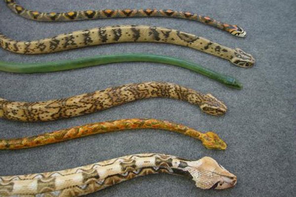 1983��������ʲô��˼ ���������ϵĿֲ�����