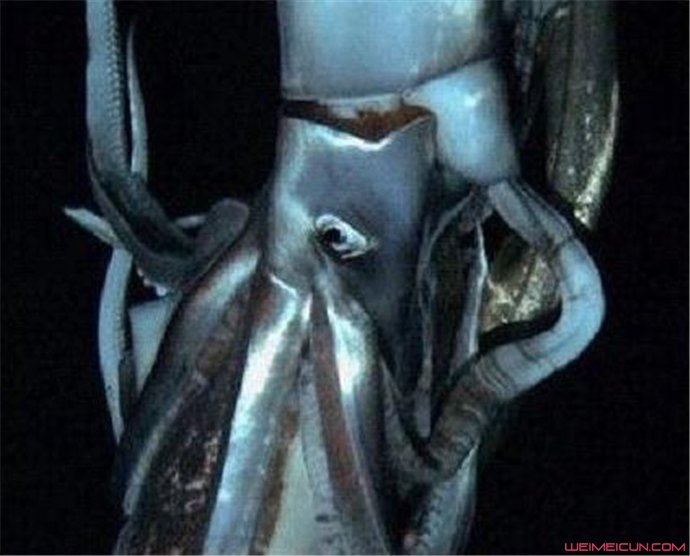 ��������100����������ʲô���� ������������ʵ���ڵ���