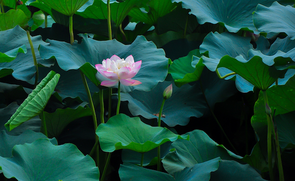 ��Ϊ�����ֻ�����ࣿ ��ΪMate 10��ʱ�ݼ��