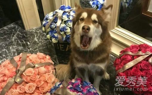 ��˼�����Ѽ����ʲôƷ�� ��һ�ַǳ��ɰ��Ŀ¶�Ѽ