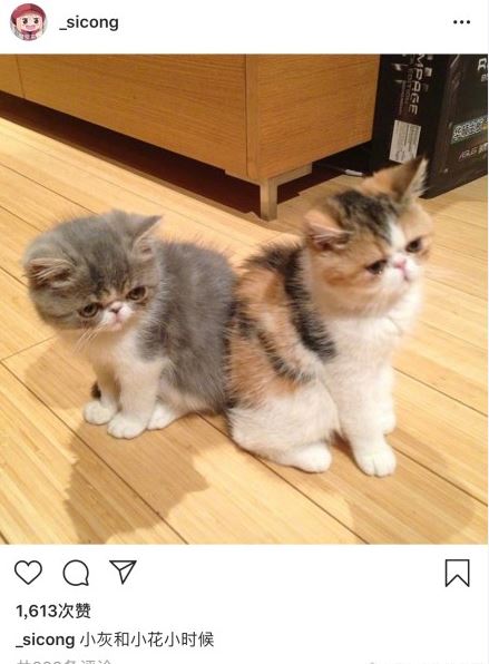 ��˼�����Ѽ����ʲôƷ�� ��һ�ַǳ��ɰ��Ŀ¶�Ѽ