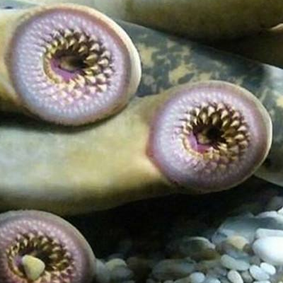 七鳃鳗能吃吗有毒吗 七鳃鳗是什么