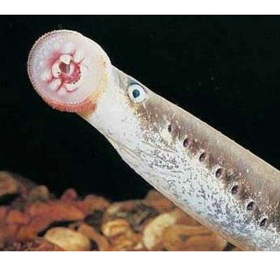 七鳃鳗能吃吗有毒吗 七鳃鳗是什么