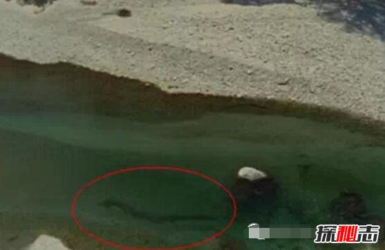 青海湖湖底有龙 青海湖巨型真龙图片