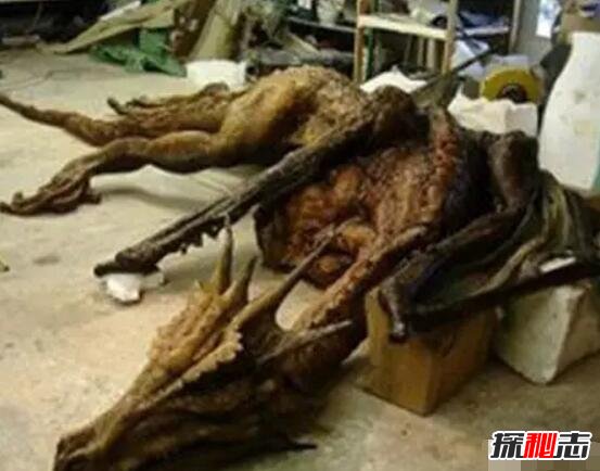 青海湖湖底有龙 青海湖巨型真龙图片